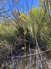 Goodenia stelligera