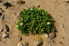 Mesembryanthemum hypertrophicum