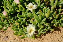 Mesembryanthemum hypertrophicum