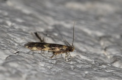 Oegoconia deauratella