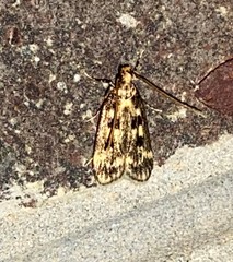 Martyringa latipennis
