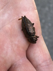 Dicerca berolinensis