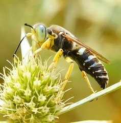 Bembix sinuata