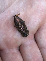 Dicerca berolinensis