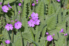 Primula sieboldii