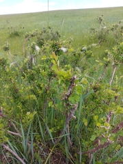 Spiraea aquilegifolia