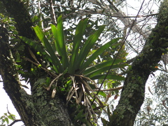 Tillandsia denudata