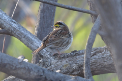 Emberiza chrysophrys