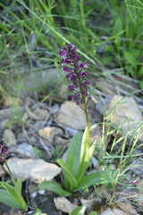Orchis × hybrida