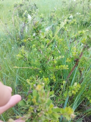 Spiraea aquilegifolia