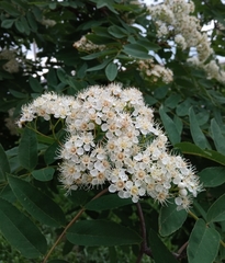 Sorbus sibirica