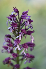 Orchis × hybrida