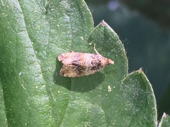 Syricoris