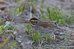 Emberiza chrysophrys