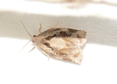 Archips grisea