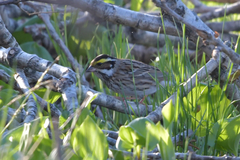 Emberiza chrysophrys
