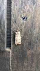 Agrotis segetum