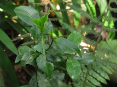Palicourea boqueronensis