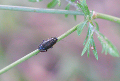 Loboptera canariensis