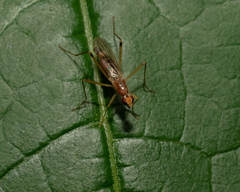 Nerioidea
