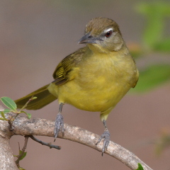 Chlorocichla flaviventris