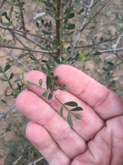 Flindersia dissosperma