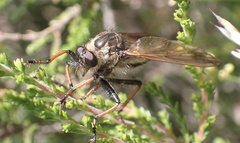 Pamponerus germanicus