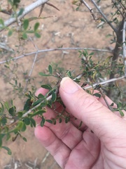 Flindersia dissosperma