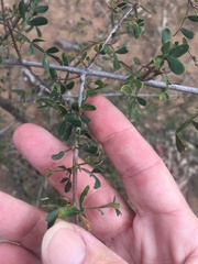 Flindersia dissosperma