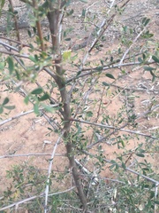 Flindersia dissosperma