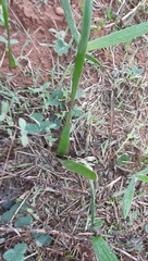 Trachyandra muricata