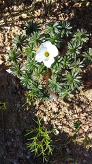 Oxalis tomentosa