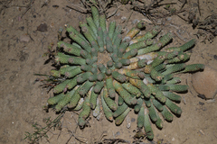 Euphorbia esculenta
