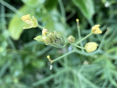 Diplotaxis tenuifolia