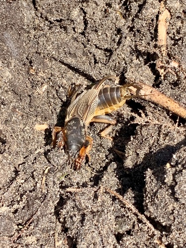 European Mole Cricket, Sloten, Amsterdam, Noord-Holland, NL, photo 7 of 10