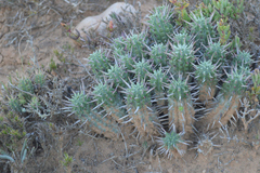 Euphorbia ferox
