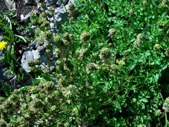 Sanguisorba minor minor