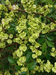 Ulmus pumila