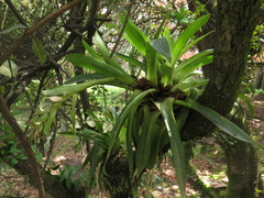 Tillandsia biflora