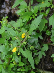 Calceolaria mexicana