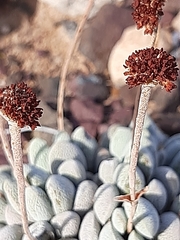 Crassula tecta