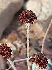 Crassula tecta