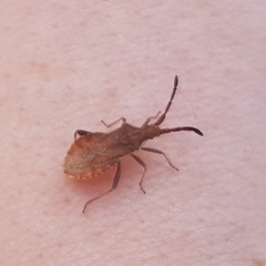 Coriomeris denticulatus