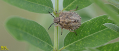 Dolycoris baccarum