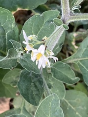 Solanum