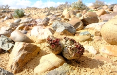 Larryleachia marlothii