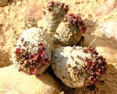 Larryleachia marlothii