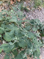 Solanum