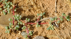 Trianthema parvifolia