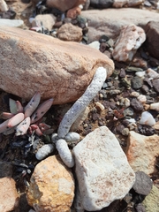 Anacampseros papyracea